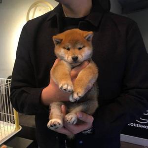 操逼免费在线观看
